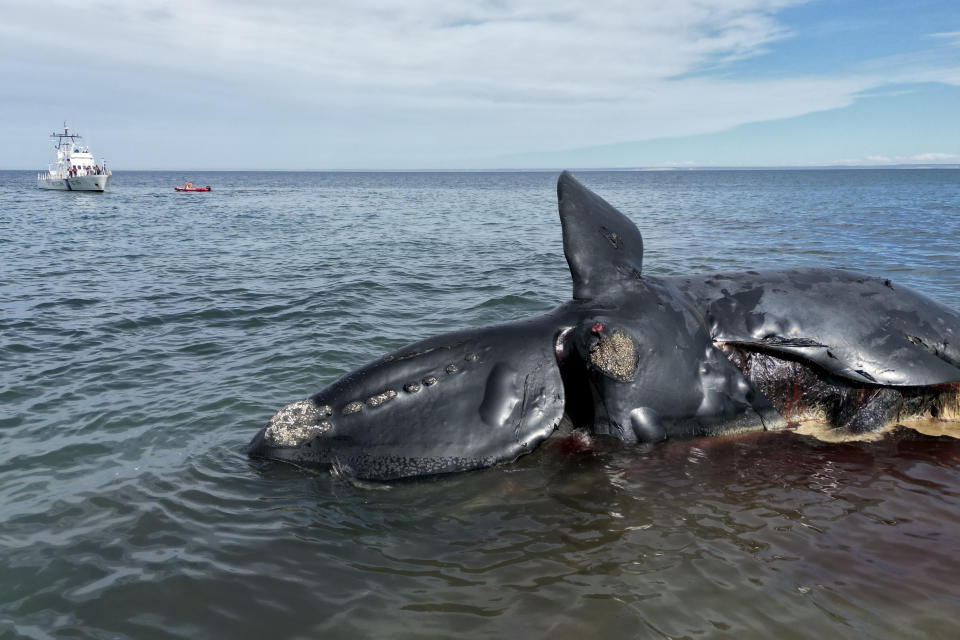 Una ballena muerta flota en la costa cerca de Puerto Madryn, Argentina, el martes 4 de octubre de 2022. (AP Foto/Maxi Jonas)