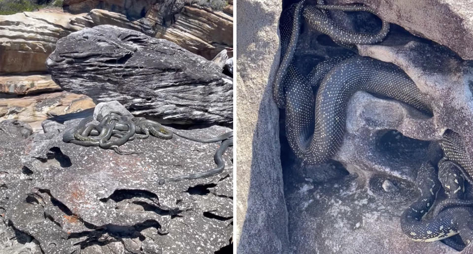 Diamond python snakes on rocks at beach