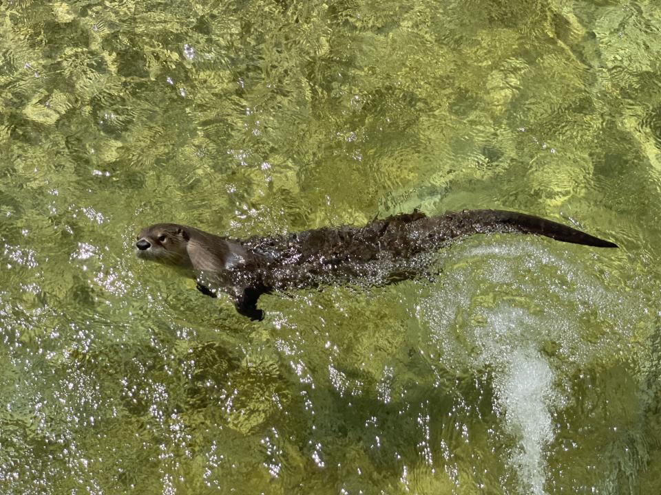 An otter enjoys a brisk swim on Sunday, April 24, 2022 at the Lehigh Valley Zoo in Allentown, Pa.