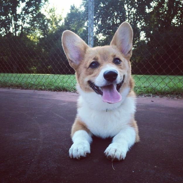 a corgi that looks like it's smiling