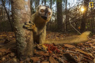 <p>While lemurs are endemic to the island of Madagascar, even within the island there are diverse habitats which are home to a number of species of lemurs. The red-fronted brown lemur is found in south western part of the island, in its dry lowland forests. It feeds mostly on fruits, leaves, and flowers—often leaving the comfort of the trees in search of seeds. </p>