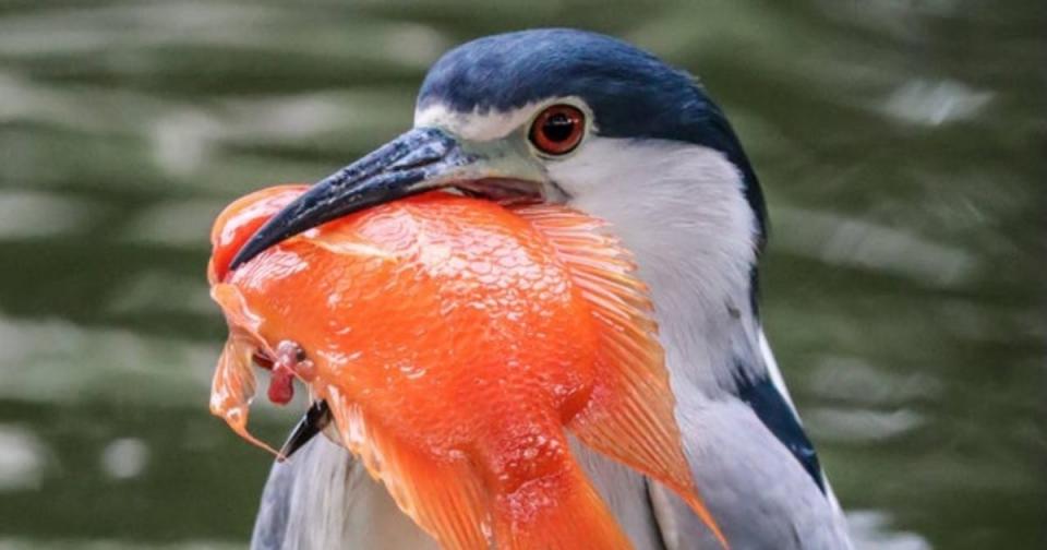 <p>A black crowned night heron and a blood parrot cichlid. (Photo courtesy of Nial Stewart)</p>
