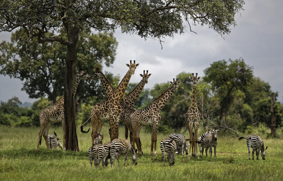 FILE - Giraffes and zebras congregate under the shade of a tree in the afternoon in Mikumi National Park, Tanzania on March 20, 2018. The World Bank has suspended funding for a tourism project in Tanzania that caused the suffering of tens of thousands of villagers, according to a U.S.-based rights group that has long urged the global lender to take such action. (AP Photo/Ben Curtis, File)