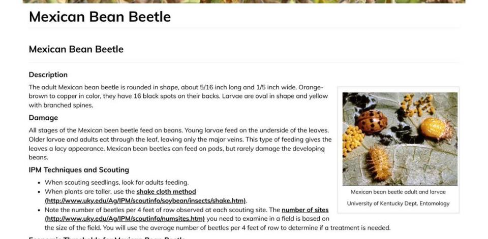 The Mexican Bean Beetle, shown here in a screen capture from the University of Kentucky, is often found outdoors.