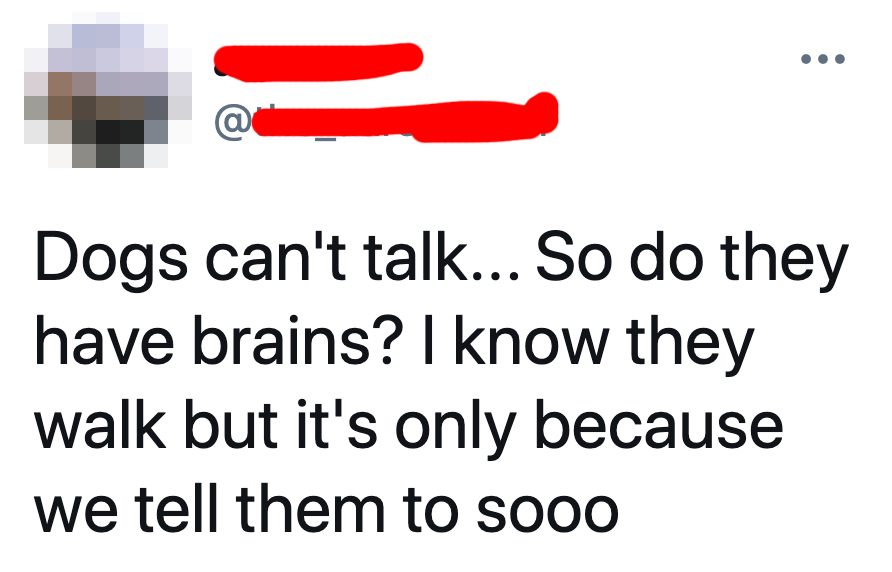 tweet says dogs can't talk so they don't have brains