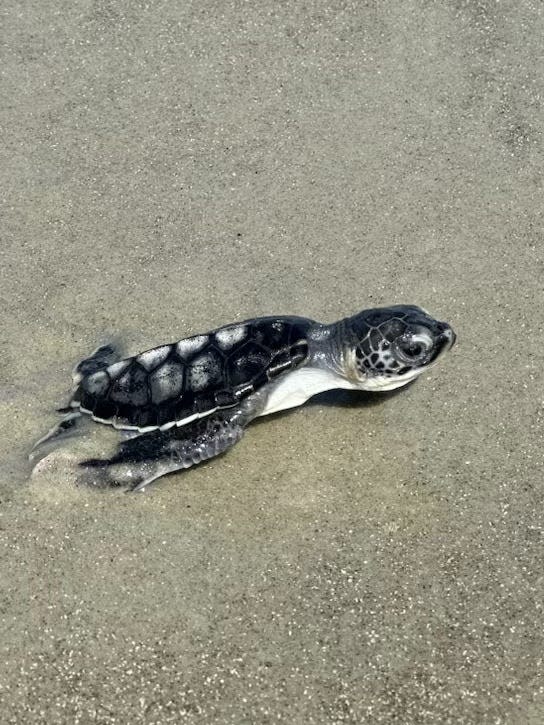 The Tybee Island Marine Science Center discovered green sea turtles in a nest recently.