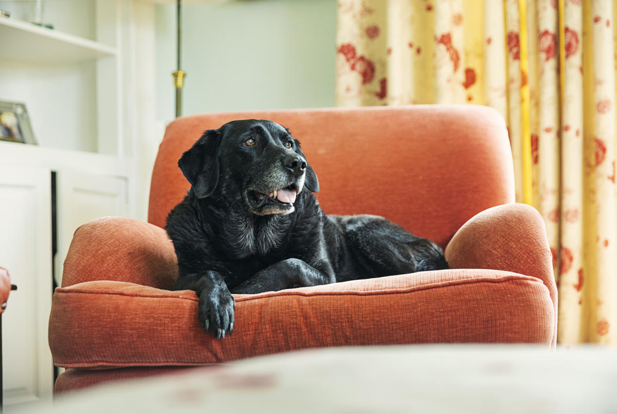 what is a calming collar for dogs