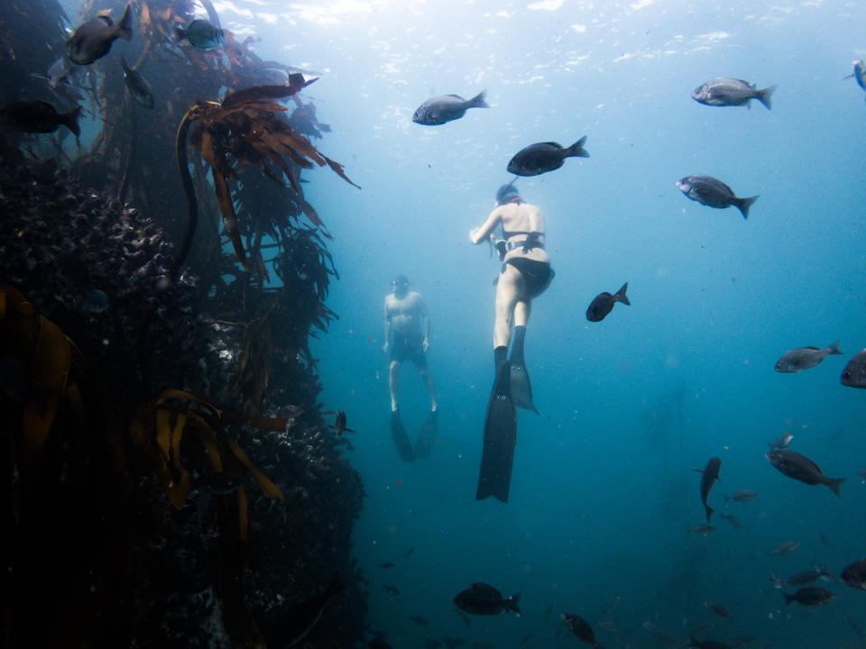 Craig Foster and Pippa Ehrlich freedive while filming 