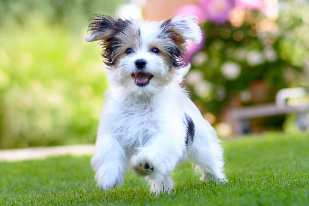 Embark tests for over 250 dog breeds including wolf, coyote and village dog ancestry. (Photo: Getty Images)