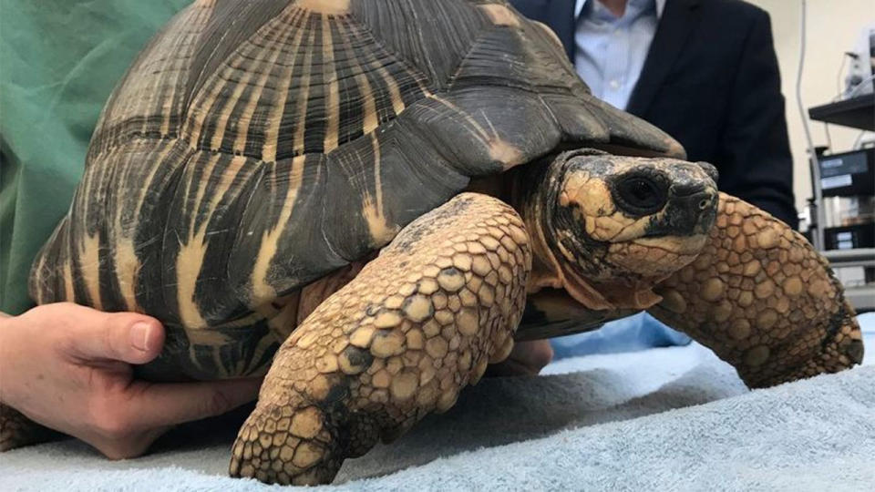 A man has faced court after three tortoises were stolen from Perth zoo. Photo: AAP