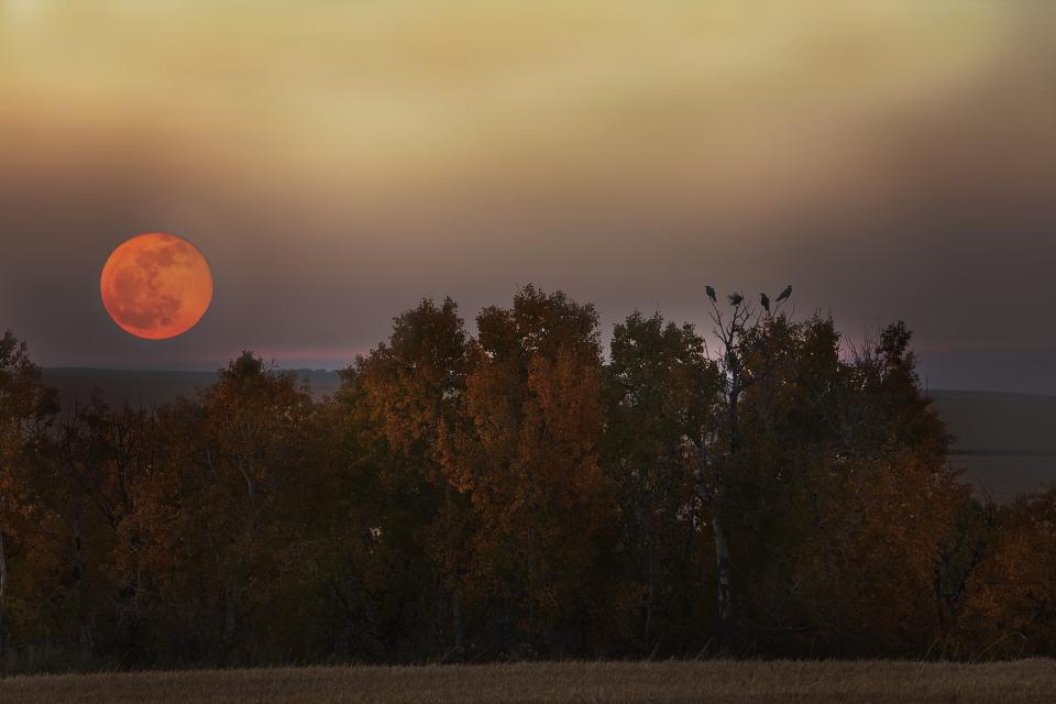 Full moon above autumn trees