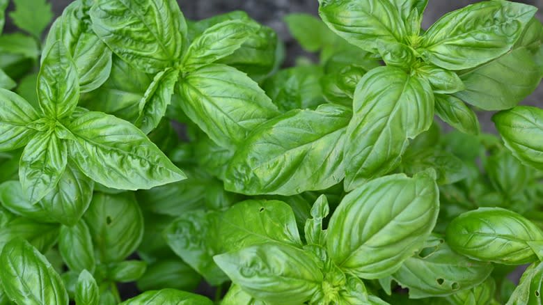 Basil Leaves