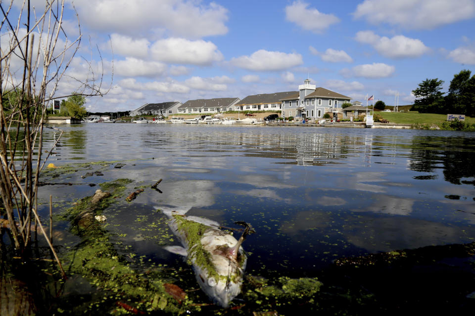 In this Thursday, Aug. 15, 2019, photo a dead catfish floats along the bank of the Burns Ditch near the Portage Marina in Portage, Ind. Some beaches along northwestern Indiana's Lake Michigan shoreline are closed after authorities say a chemical spill in a tributary caused a fish kill. (John Luke/The Times via AP)