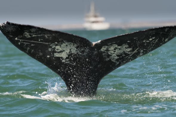 A gray whale's flukes are seen at the Sa