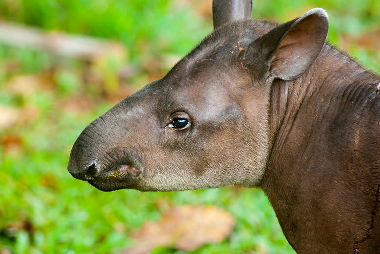 Lost: Accelerating deforestation a major threat to birds