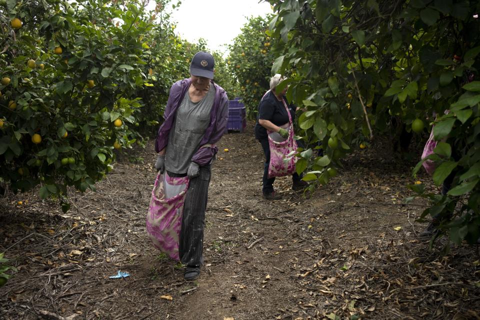 Christian volunteers Anja van der Stok, left, and Jannie Slim, right, pick lemons on a farm in southern Israel, as part of a post-Oct. 7 solidarity tour, Monday, March 4, 2024. Their trip is part of a wave of religious "voluntourism" to Israel, organized trips that include some kind of volunteering aspect connected to the ongoing war in Gaza. Israel's Tourism Ministry estimates around a third to half of the approximately 3,000 visitors expected to arrive each day in March are part of faith-based volunteer trips. Prior to Oct. 7, around 15,000 visitors were arriving in Israel per day, according to Tourism Ministry statistics. (AP Photo/Maya Alleruzzo)