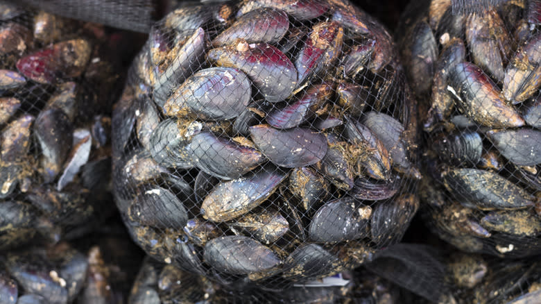Live mussels in bags