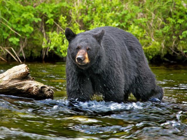 NFL quarterback Carson Wentz hunts down black bear in Alaska: 'Bucket list  opportunity'