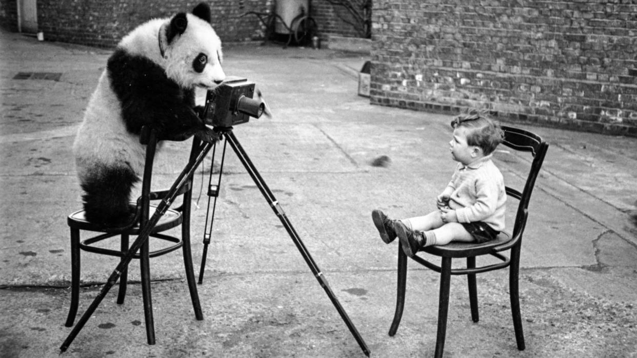  1939: Ming the panda taking a photograph of photographer Bert Hardy's son, Mike. Original Publication: Picture Post 