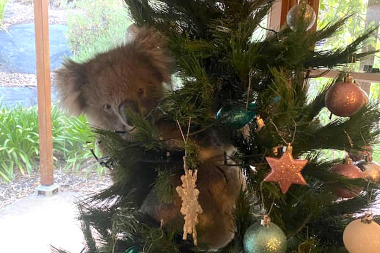 <p>The koala, named Daphne, was discovered in the McCormick family’s Christmas tree</p> (1300Koalaz/Facebook)