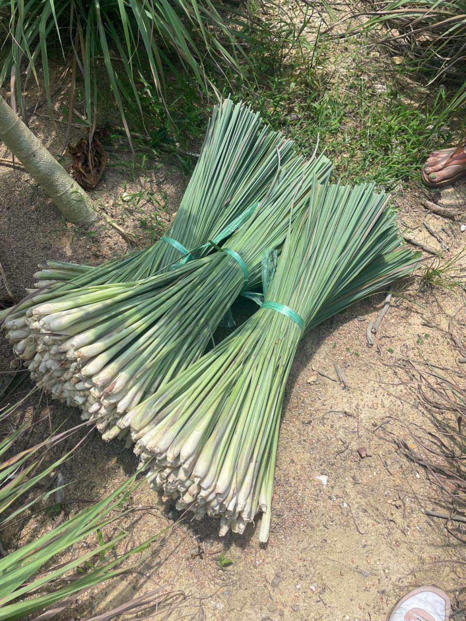 Lemongrass is one of the ingredients Rosa’s sources directly from Thailand (Hannah Twiggs)