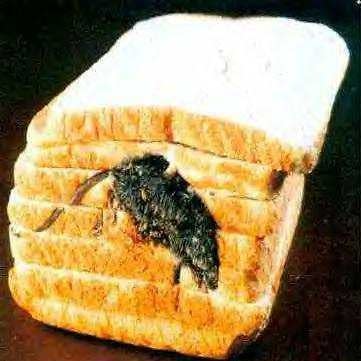 Mouse in Bread