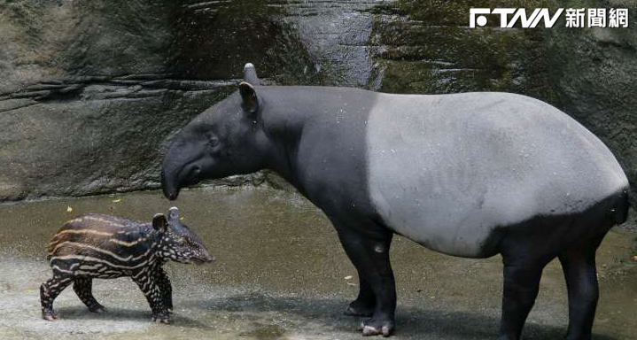 台北市立動物園今天證實馬來貘「貘克」疑似熱衰竭過世。（示意圖／台北市動物園官網）