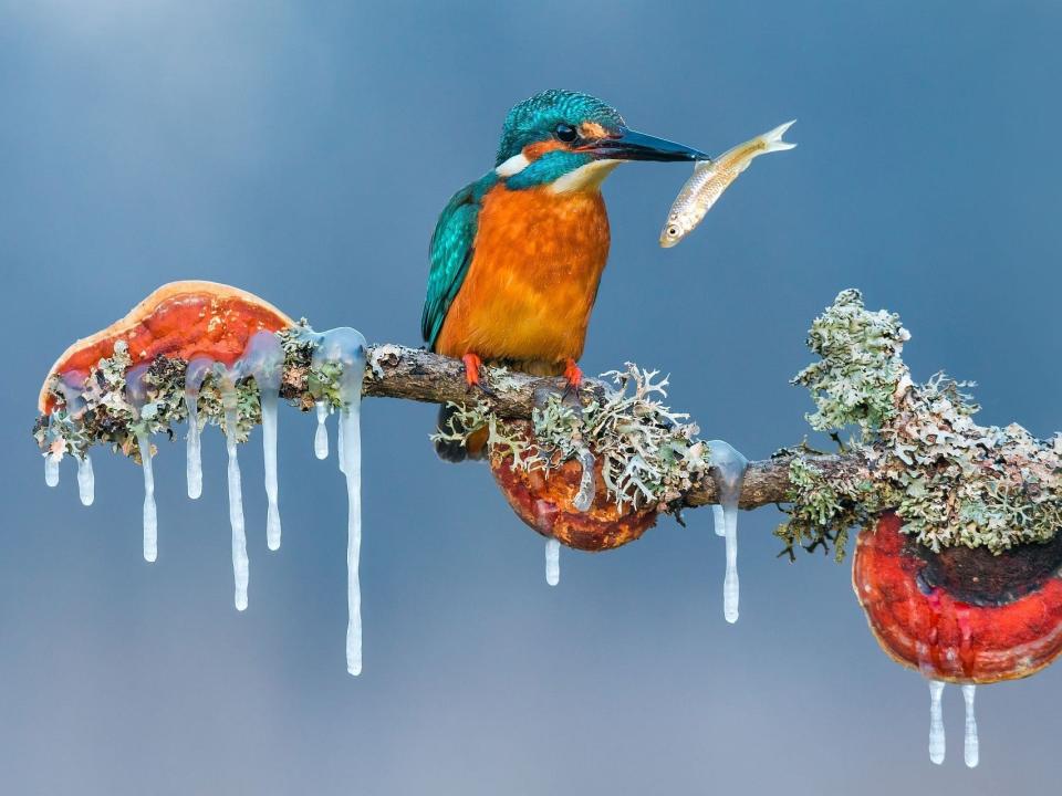 An orange and blue bird sits on a branch.