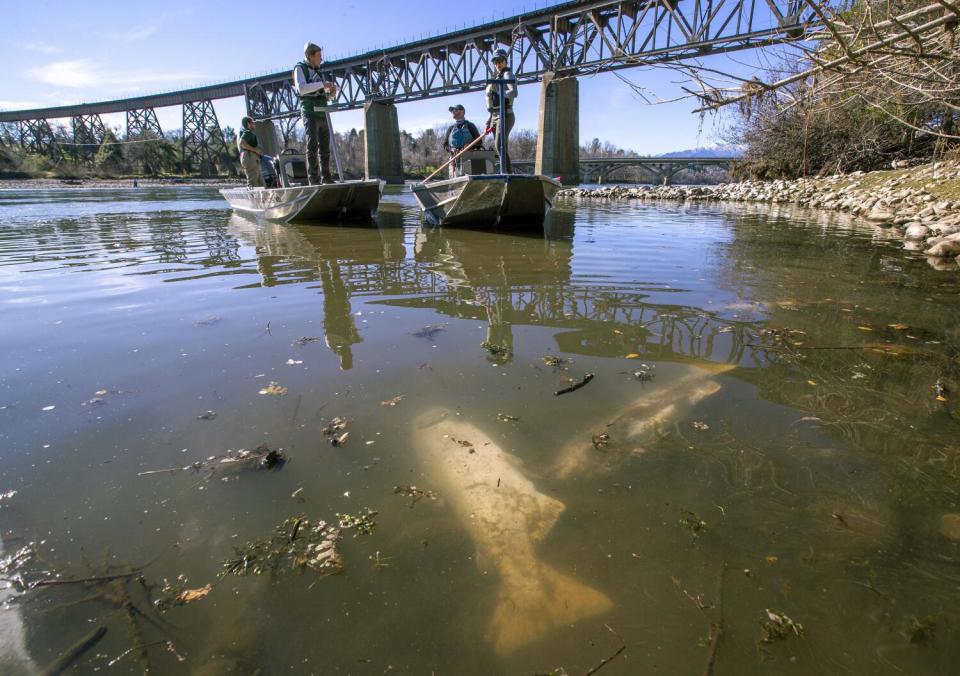 A survey team approaches dead fall-run Chinook salmon in the Sacramento River in Redding.