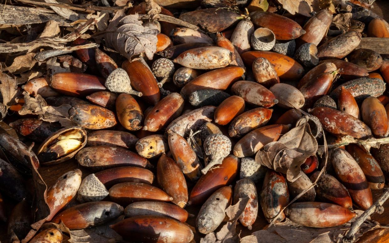 Acorns, pine nuts and wild pulses made up a large part of the diet of the prehistoric humans' diet