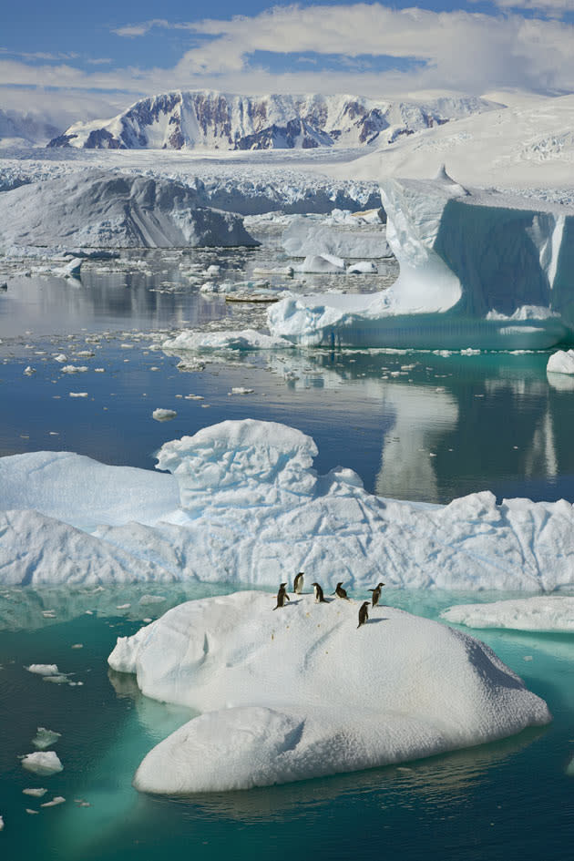 <b>Frozen Planet, BBC One, Wed, 9pm</b><br><b> Episode 3</b><br><br>Adélie penguins on iceberg surrounded by masses of floating ice, Western Antarctica. Summer is the time when parents make fishing trips round the clock to feed their growing chicks.