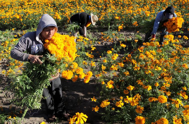 FILE PHOTO: Workers harvests Cempasuchil Marigolds for use during Mexico's Day of the Dead celebrations, in San Pedro Cholula