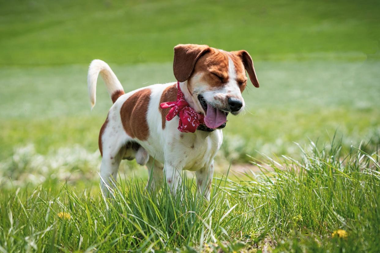 dog sneezing outdoors due to seasonal allergies or hay fever