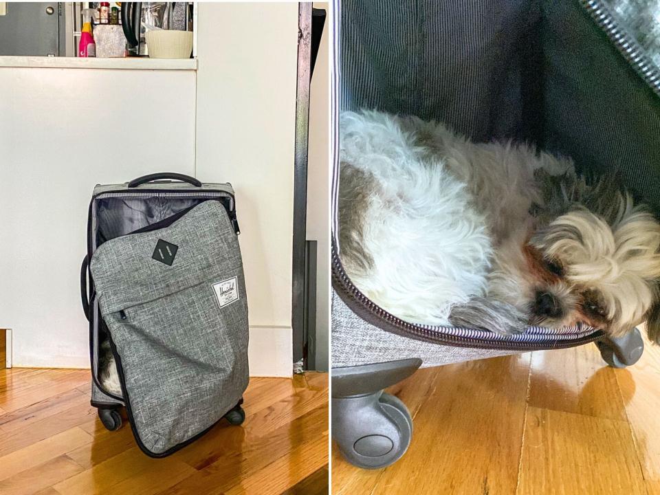 Left: A gray suitcase zipped open stands on a wood floor with a white counter behind it. RIght: A close up of a white dog sleeping in the suircase.