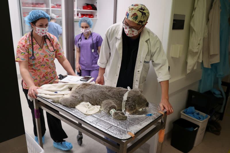 The Wider Image: From disease to bushfires, Australia's iconic koalas face bleak future