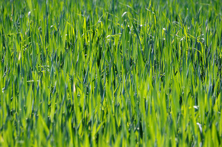 FILE PHOTO: Wheat plants grow in a field in Cestas near Bordeaux, April 29, 2019. REUTERS/Regis Duvignau/File Photo