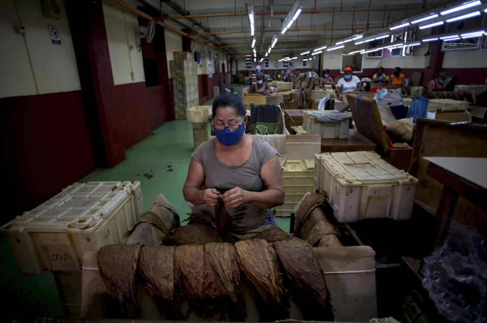 Norma Perez selects the best leaves to roll cigars at the La Corona Tobacco factory where a worker reads to them in Havana, Cuba, Tuesday, June 29, 2021. Readers are on staff at the state-owned factories, a job the government has declared a “cultural patrimony of the nation,” and workers elect the readers and vote on what will be read. (AP Photo/Ismael Francisco)