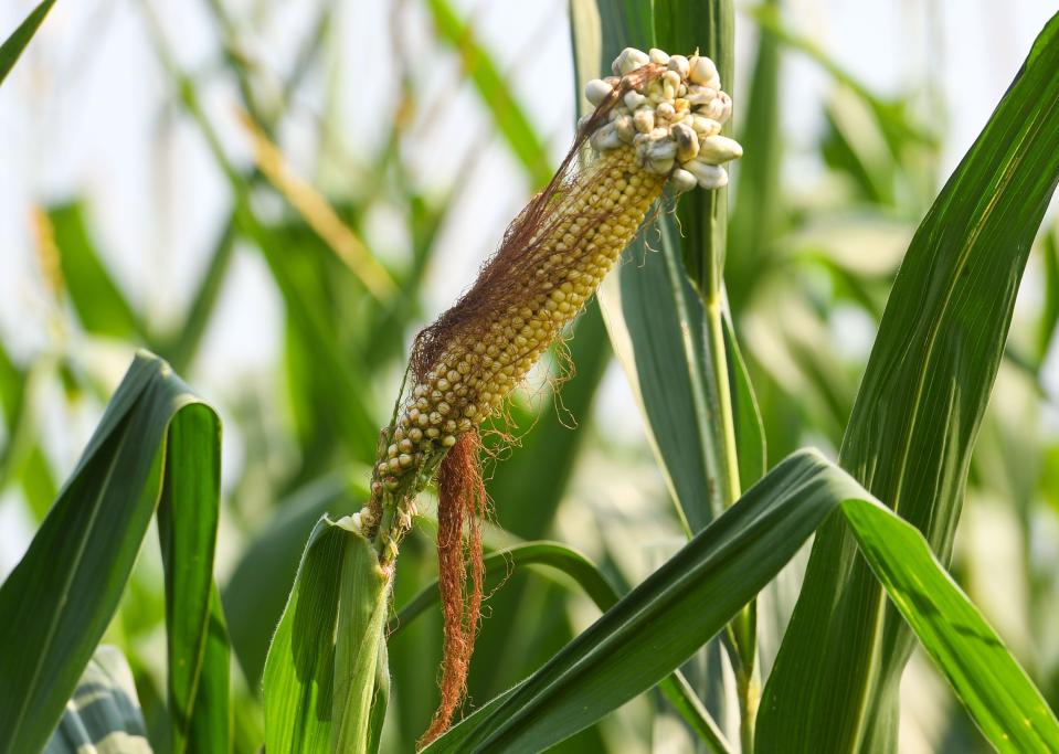 Corn grows in a field on Tuesday, July 27, 2021 in southeastern Sioux Falls.