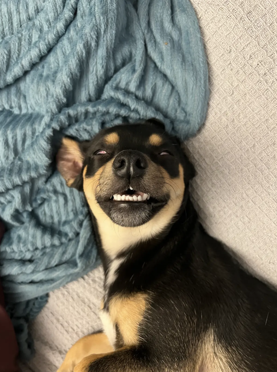 Dog lying on its back with a wide grin, teeth showing, next to a blue textured blanket