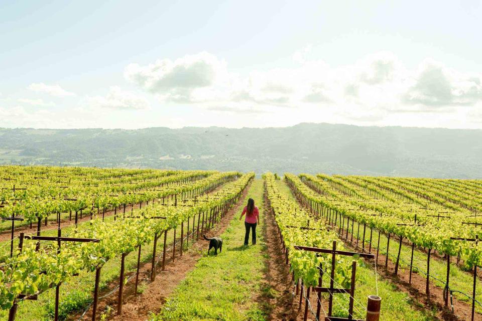 <p>Cayce Clifford</p> Brenae Royal walks through the Monte Rosso vineyard with vineyard dog Violet Mae.