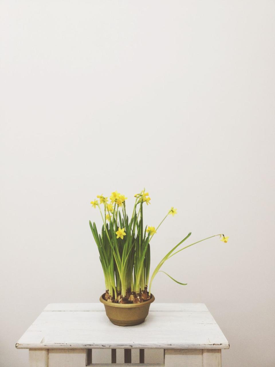 8) Daffodils