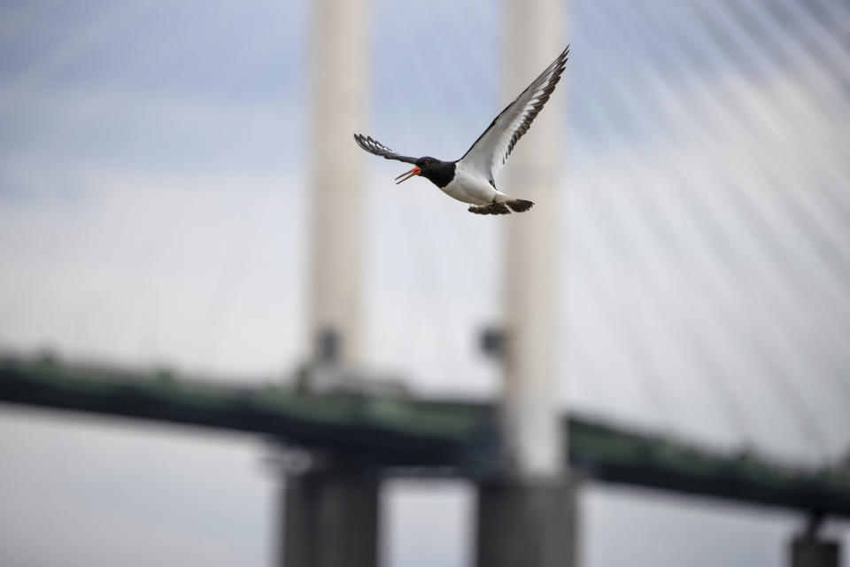 LONDON - JULY 15: An oystercatcher flies past the QE2 bridge on July 14, 2020 in London, England. (Photo by Dan Kitwood/Getty Images)