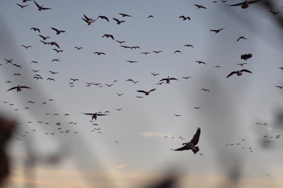 goose hunting