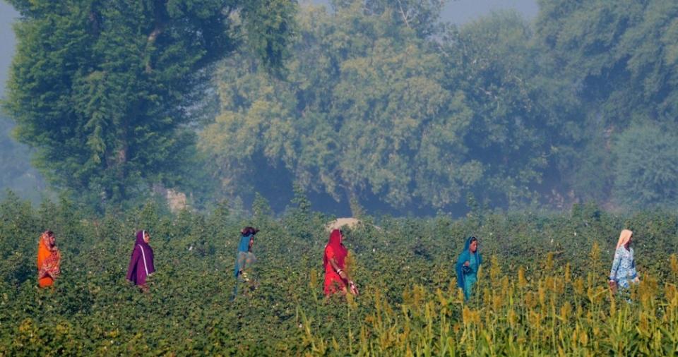 Artistic Milliners’ Milliner Cotton initiative promotes Pakistan’s organic cotton and provides transparency into the cotton supply chain.