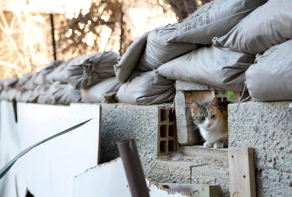 UN Buffer Zone Cat