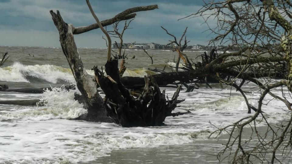 Photographed from Little Hunting Island looking south shows the homes of Fripp Island through the tangled trees overtaken by the surf as seen on on Aug. 4, 2023 at South Carolina’s Hunting Island State Park.