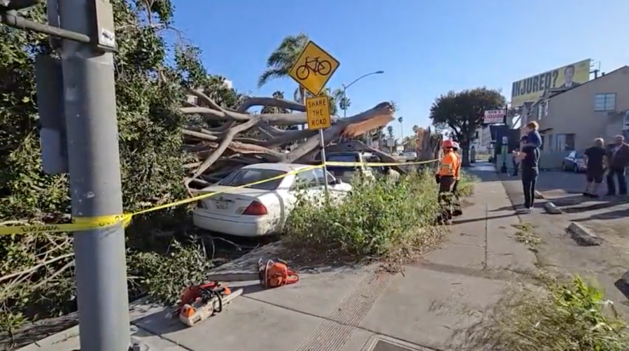 Strong winds caused a large tree to come down in Culver City, near the intersection of Washington Boulevard and Wade Street. The tree caused severe damage to three vehicles, but no one was injured on May 5, 2024. (KTLA)