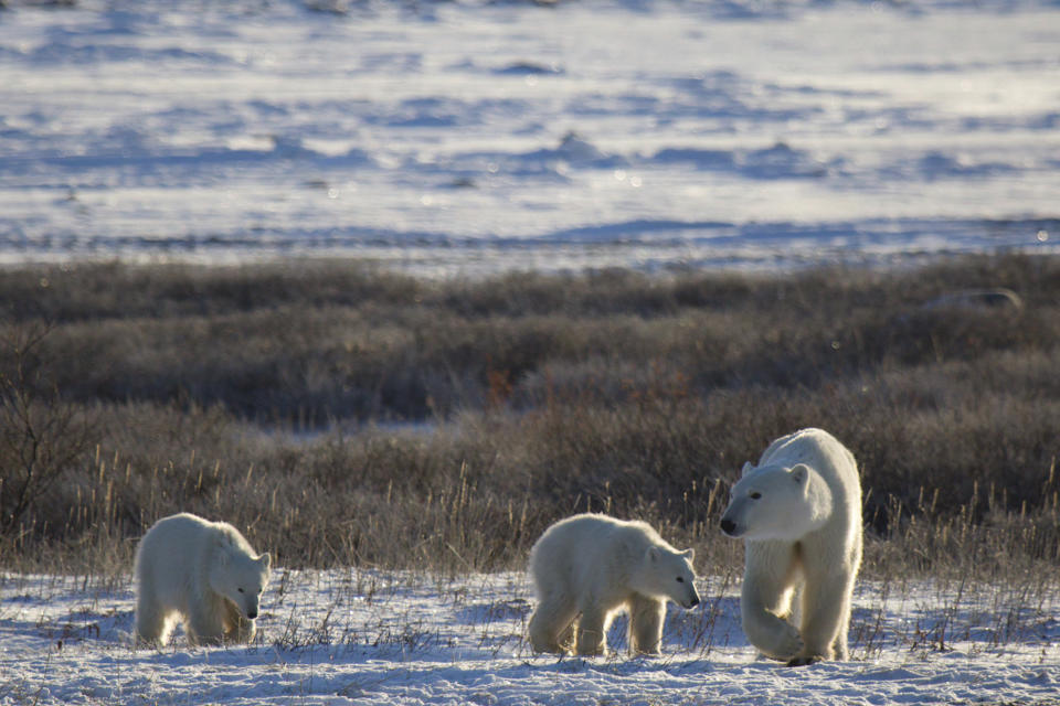 This November 2015 photo provided by Polar Bears International shows polar bears in Churchill, Manitoba, Canada. The Arctic has been warming twice as fast as the rest of the world. In some seasons, it has warmed three times faster than the rest of the globe, said University of Alaska at Fairbanks scientist John Walsh. (Katharina M Miller/Polar Bears International via AP)