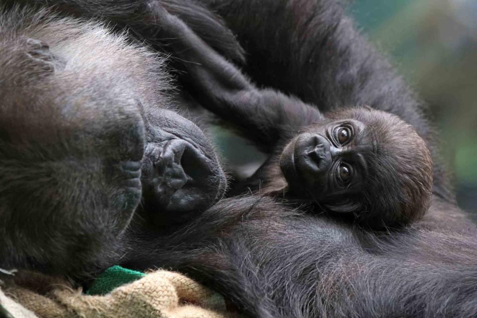 <p>Richard Gardner/Shutterstock</p> A baby gorilla is welcomed at London Zoo