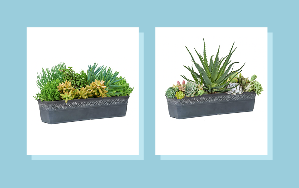 Watering your succulent weekly in non-winter months and monthly in winter months below 40 degrees Fahrenheit will keep your plants healthy.